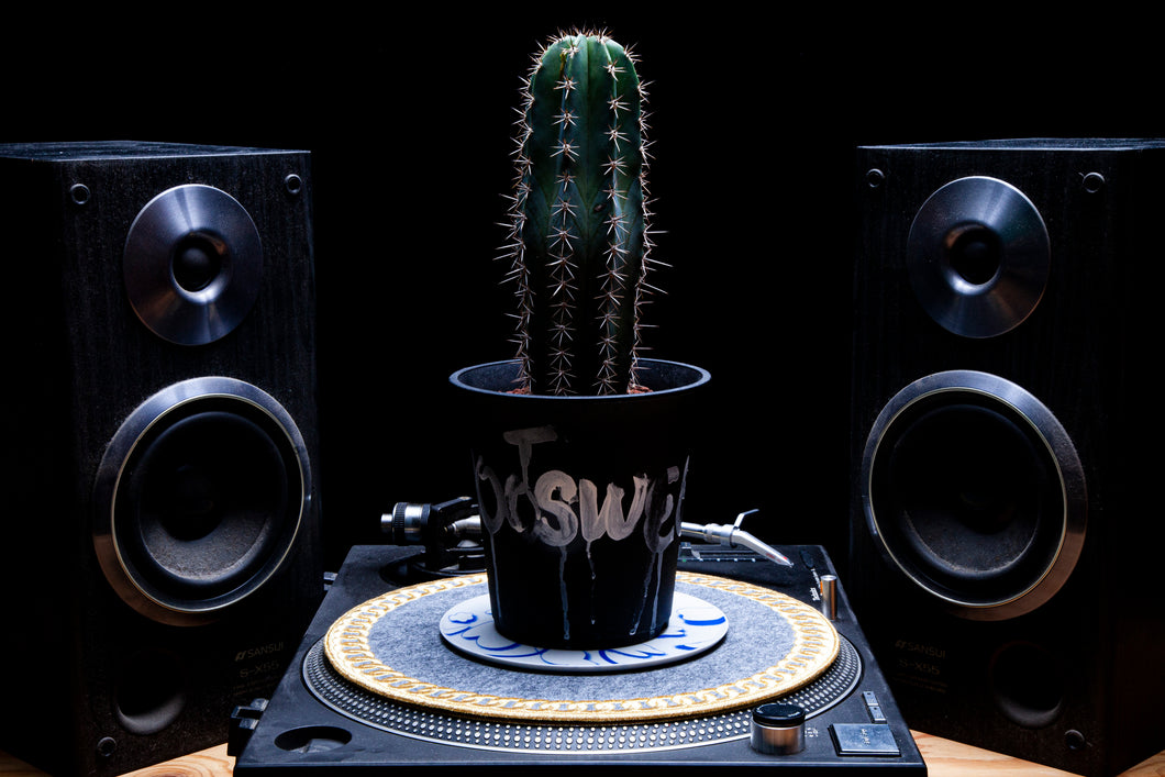 A Cactus Grown with Music
